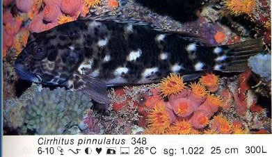 Cirrhitus pinnulatus